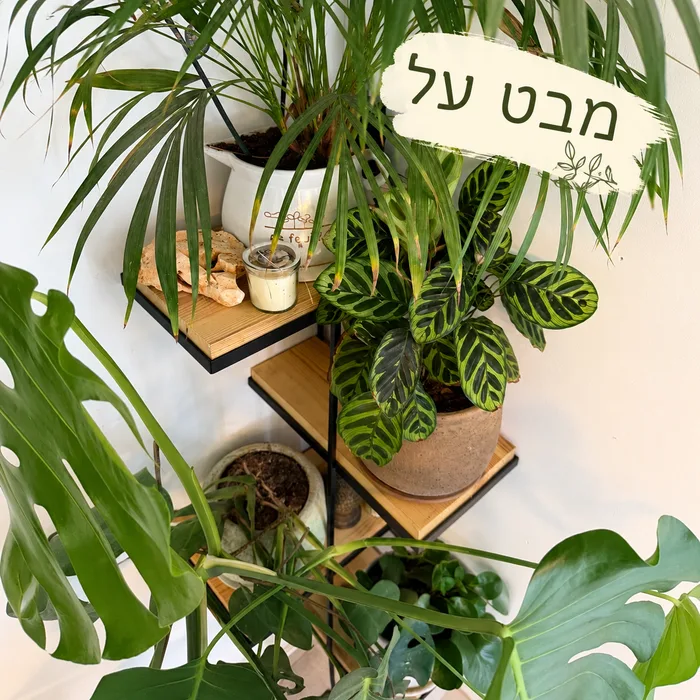 מתקן קיר פינתי לעציצים בשילוב 4 מדפי עץ